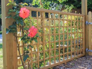 trellisPremier 1 trellisPremier 1